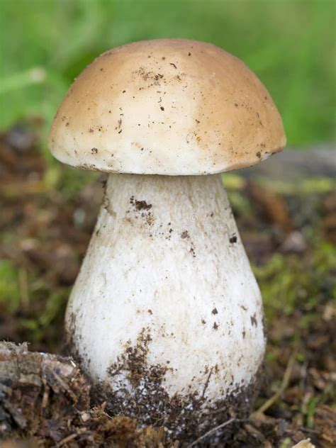 Wild Mountain Mushroom Boletus Edible Bolete Penny Bun Stock Image