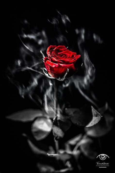 Black Red Rose Wallpaper Hd