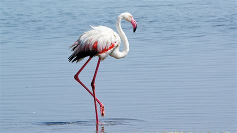 Walvis Bay - Flamingo | Namibia