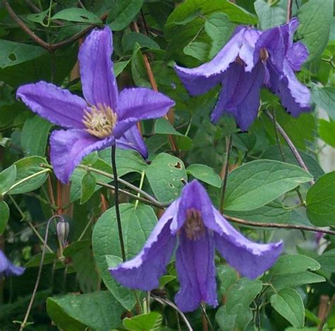 But be careful of the thorns on these shrubs. Clematis 'Blue Boy'