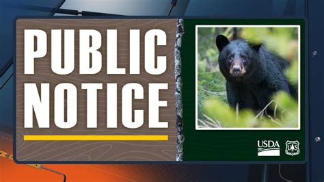 ‘do Not Take Selfies With Bears Warns Ottawa National Forest