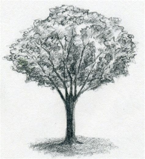 To get the most out of it, there are some important considerations when picking out pencils, which we will cover here, followed by an introduction to the most fundamental unit. Draw A Tree Simply And Easily