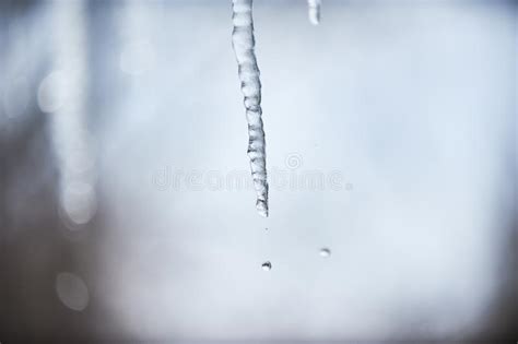 Long Melting Icicles With Falling Drops On The Roof At The End Of