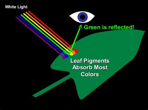 101 Photosynthetic Pigments Biology Notes For A Level