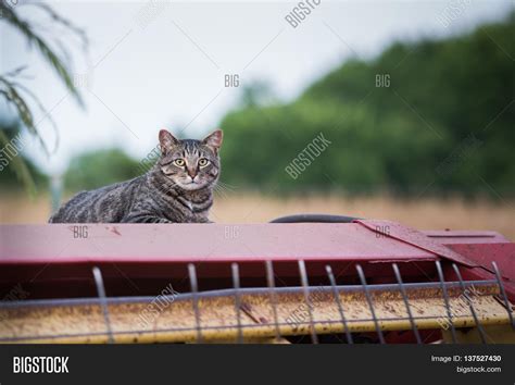 Manx Cat Laying On Hay Image And Photo Free Trial Bigstock