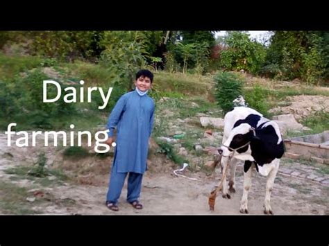 Dairy Farming YouTube