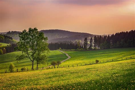 Der Wald Und Sein Vielfältiges Ökosystem Löwenzahn Waldlokal