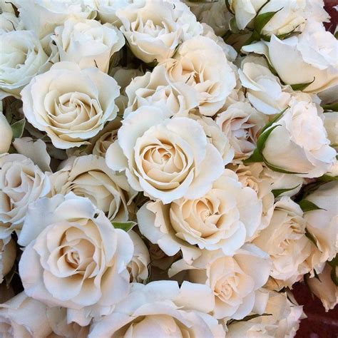 Beautiful White Majolica Spray Rose Used In Table Centres White