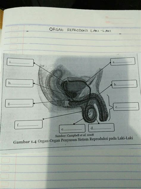Struktur Dan Fungsi Organ Organ Penyusun Sistem Reproduksi Pada Laki