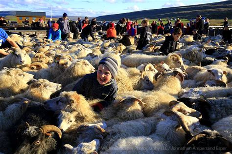 Icelandic Sheep Roundup At Vatnsdalur September 2015 Iceland Photography