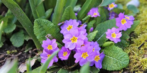 Primrose Planting And Caring For This Winter Blooming Wonder