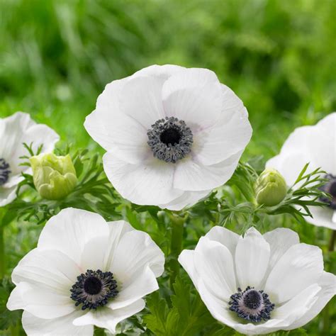 Anemone Varieties Hgtv