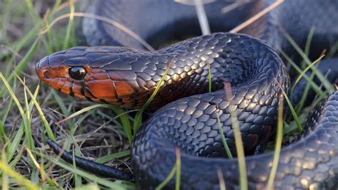 4 Ways To Keep Snakes Out Of Your Yard And Garden