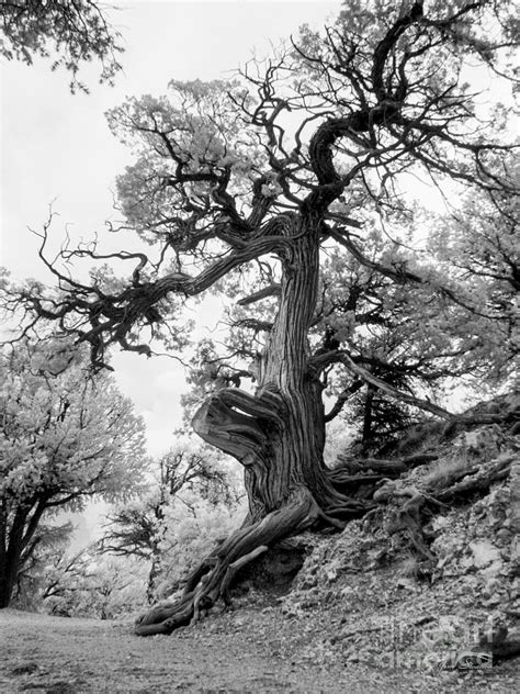 Pinon Pine At The Grand Canyon Tree Series 2 Photograph By Jim Swallow