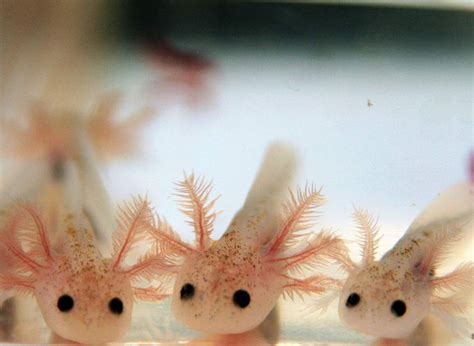 Pin By Berenice Espinosa On Axolotls My New Babies Cute Animals