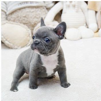Quickly find the best offers for blue french bulldog puppies for sale on newsnow classifieds. Faboo Blue Mini French Bulldog - MICROTEACUPS