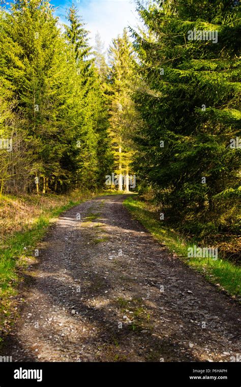 Path Through The Forest In The Autumn In The Bavarian Forest Stock