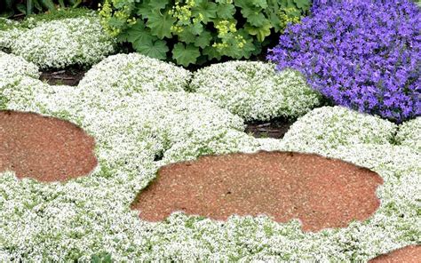Buy White Creeping Thyme Plants Free Shipping 5 Size Pot Thymus