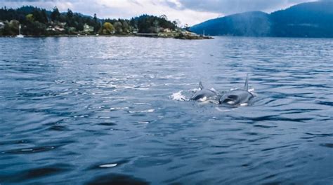 Whale Watching In Vancouver Canada The Ultimate Guide