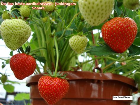 De 10 Beste Aardbeirassen Groenteninfo