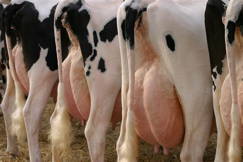 Excellent Udder Health For High Quality Milk Idf Idf Is The Leading Source Of Scientific And