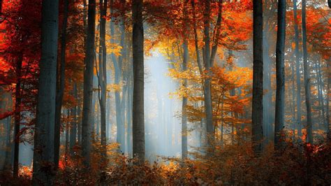 Wallpaper Sunlight Trees Landscape Forest Nature Reflection Morning Tree Autumn Leaf
