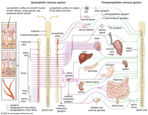 Want to learn more about it? sympathetic nervous system | anatomy | Britannica.com