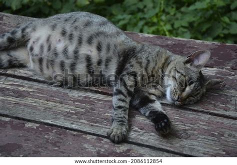 Pregnant Cat Resting Calico Cat Big Stock Photo 2086112854 Shutterstock