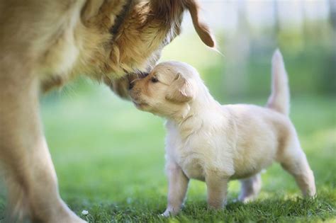 How Do Mother Dogs Carry Their Puppies Around Cuteness