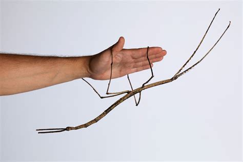 World First Australia Is Breeding Stick Insects And Theyre Huge