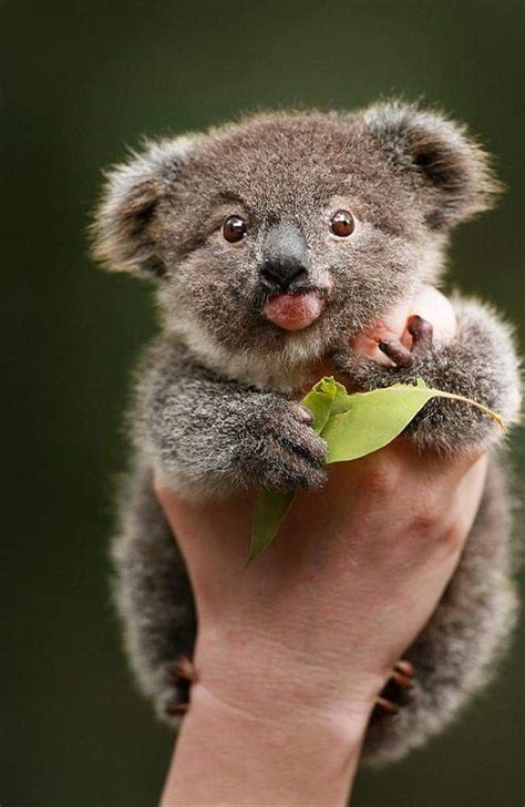 Cute Little Animals Cute Funny Animals Funny Koala Koala Mignon