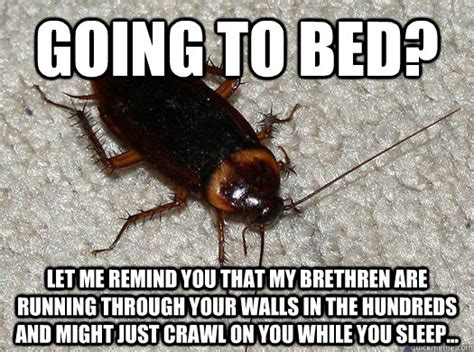 Scumbag Cockroach Memes Quickmeme