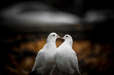 Two White Lovers Dove Cooed Together Stock Photo Download Image Now