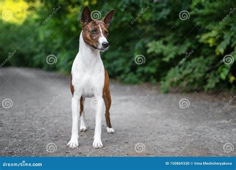 Portrait Of A Red Basenji Standing In A Park Not Against A Background