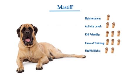 Different Types Of Mastiff Breeds