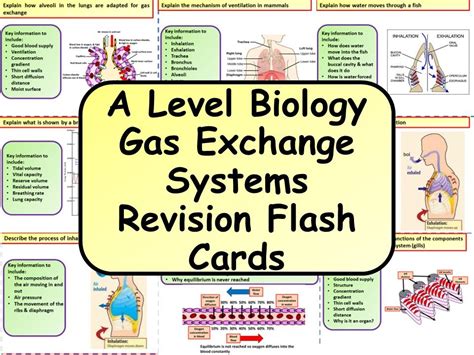 Gcse Biology Diffusion And Gas Exchange Revision Posters Teaching