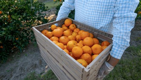 University Of Florida Awarded 16m To Fight Citrus Greeningtheandcell