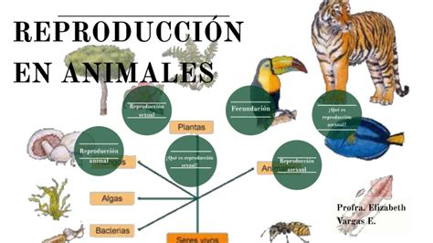 ReproducciÓn En Animales By Elizabeth Vargas