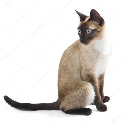 Siamese Cat Stock Photo By ©kovalvs 5264012