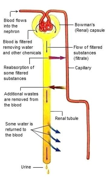 Urine Formation Kidney Chat