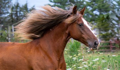 Rocky Mountain Horse Breed Profile Helpful Horse Hints
