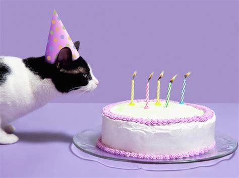 Cat Wearing Birthday Hat Blowing Out Photograph By Steven Puetzer