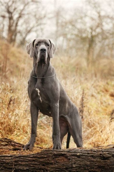 33 Cutest Blue Great Dane Pictures Ever The Paws