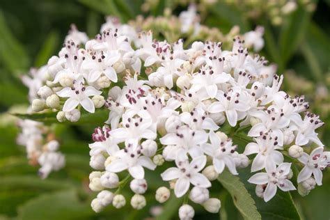 Elderberry Flower Top Facts And Tips