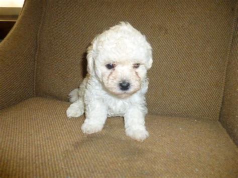 It's known for its hypoallergenic coat and affectionate, loving, and gentle nature. Adorable Teacup Maltipoo Puppies for Sale in Wauseon, Ohio Classified | AmericanListed.com