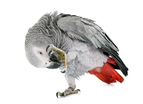 Image Bird Parrots Animal White Background