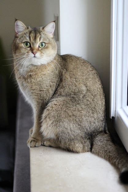 Premium Photo Green Eyed British Shorthair Golden Chinchilla