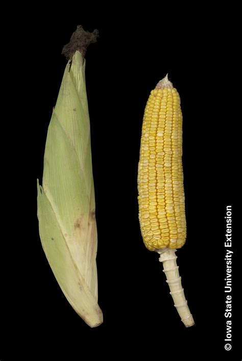 Corn Growth Stages Integrated Crop Management