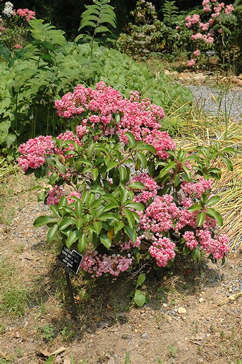 Carol Mountain Laurel Kalmia Latifolia Carol In Columbus Dublin