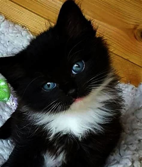 These 5 adorable kitten all need good homes. Free Kittens For Adoption Near Me - Kitten